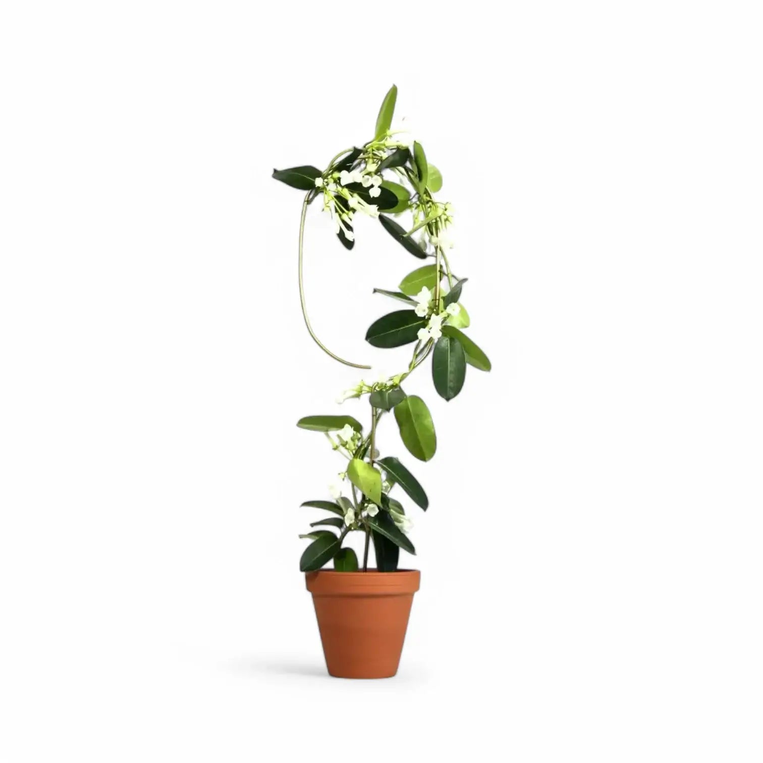Golden Plant Stakes vor weißem Hintergrund, Produktfoto 6.