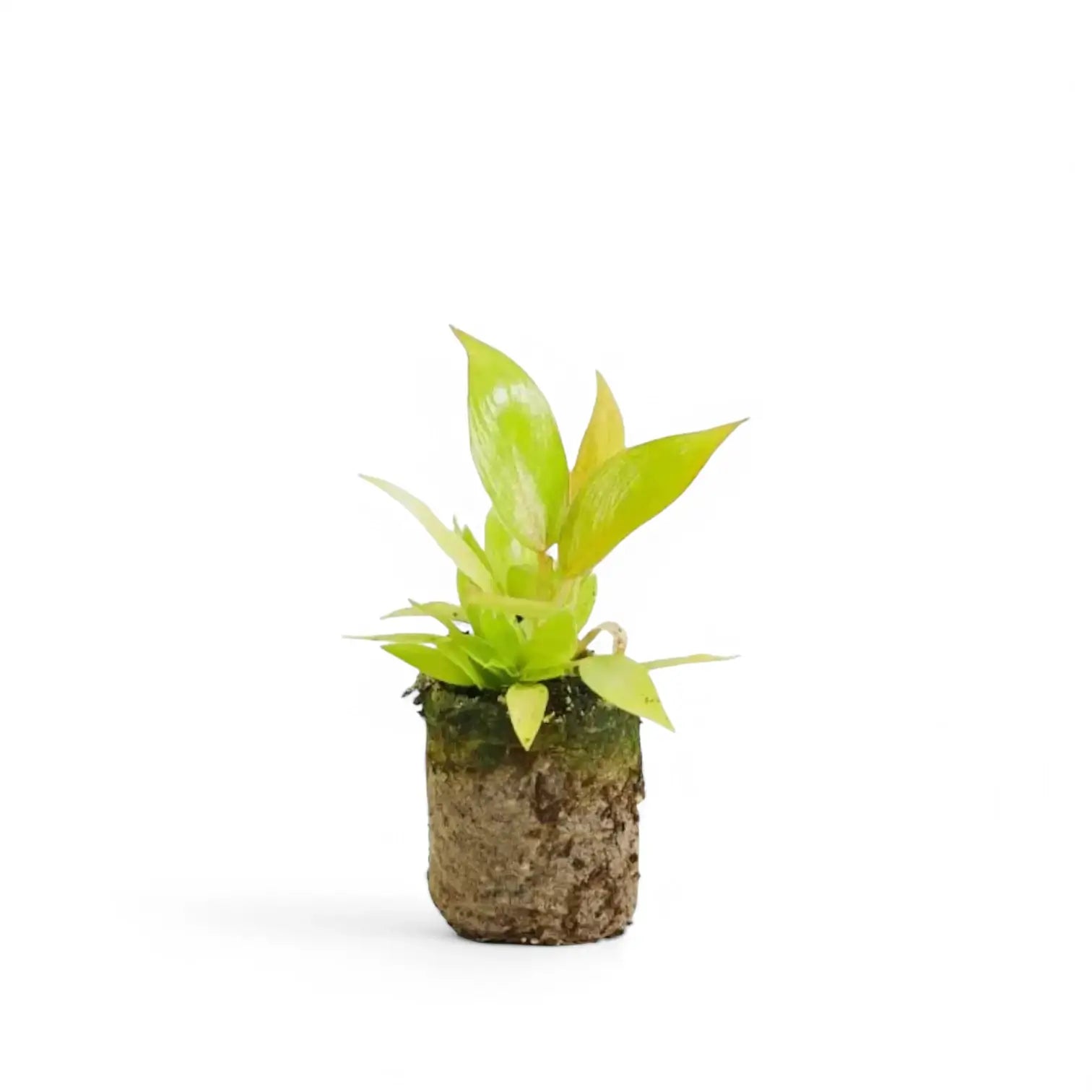 Philodendron 'Calkin's Gold' (auch 'Goldiana', 'Golden spear') – Zimmerpflanze im Kulturtopf auf weißem Hintergrund, Produktfoto 2.