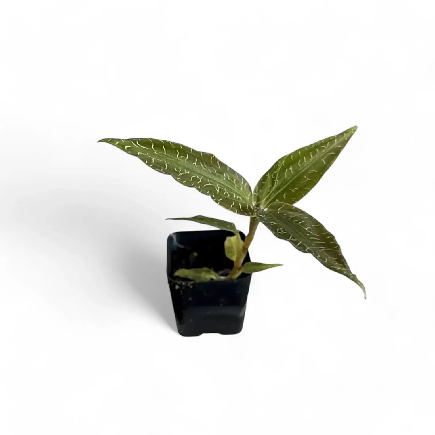 Goodyera malipoensis Zimmerpflanze im Anzuchttopf vor weißem Hintergrund, Produktfoto 2.