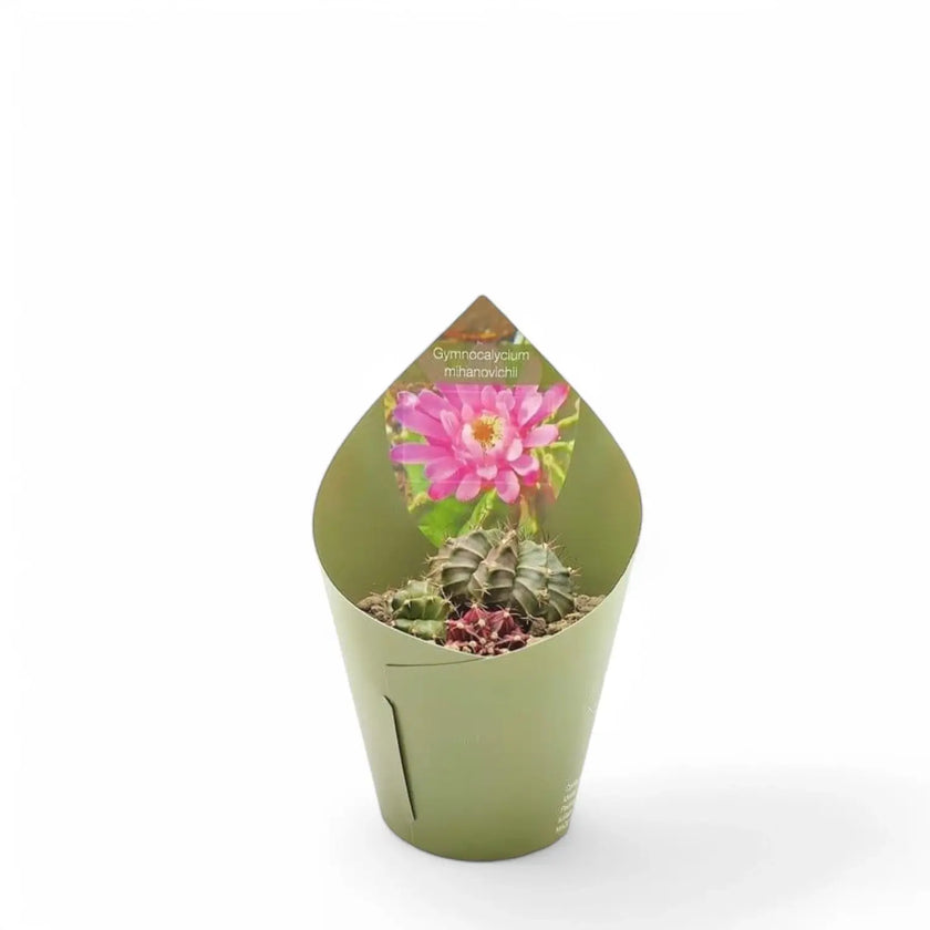 Gymnocalycium mihanovichii potted plant in nursery pot on white background.