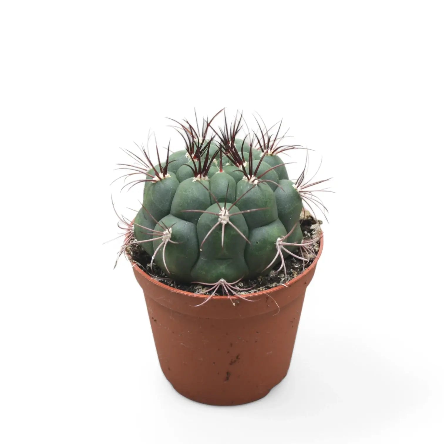 Gymnocalycium saglionis potted plant in nursery pot on white background.