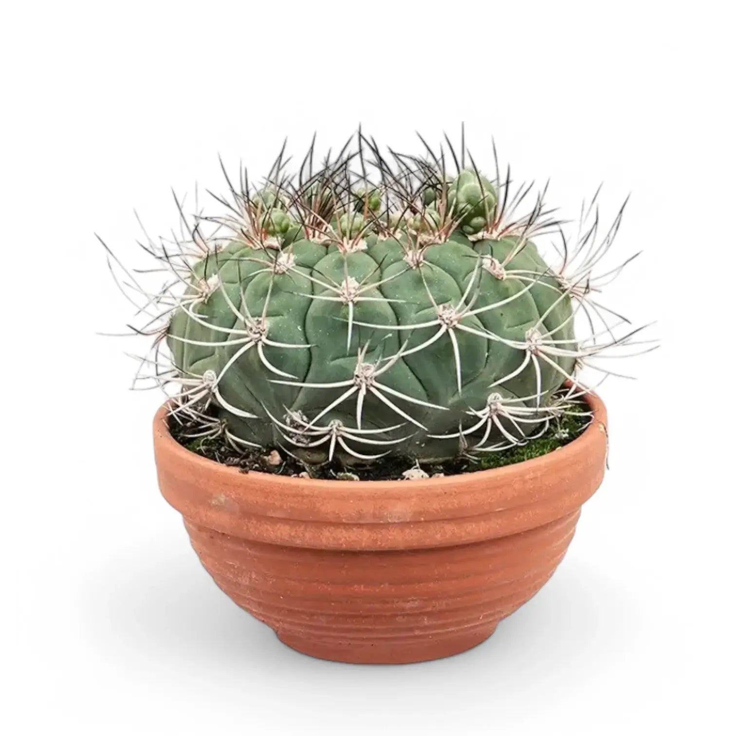 Gymnocalycium saglionis potted plant in nursery pot on white background.