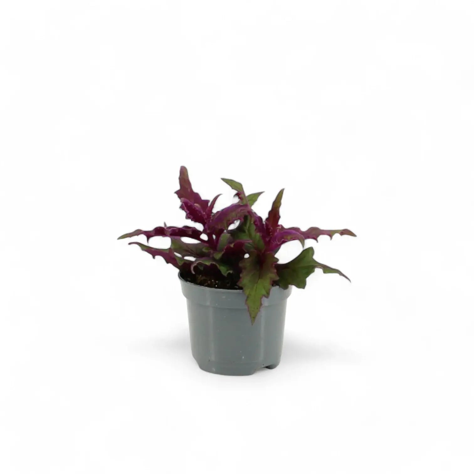 Gynura aurantiaca – Zimmerpflanze im Kulturtopf auf weißem Hintergrund, Produktfoto 4.