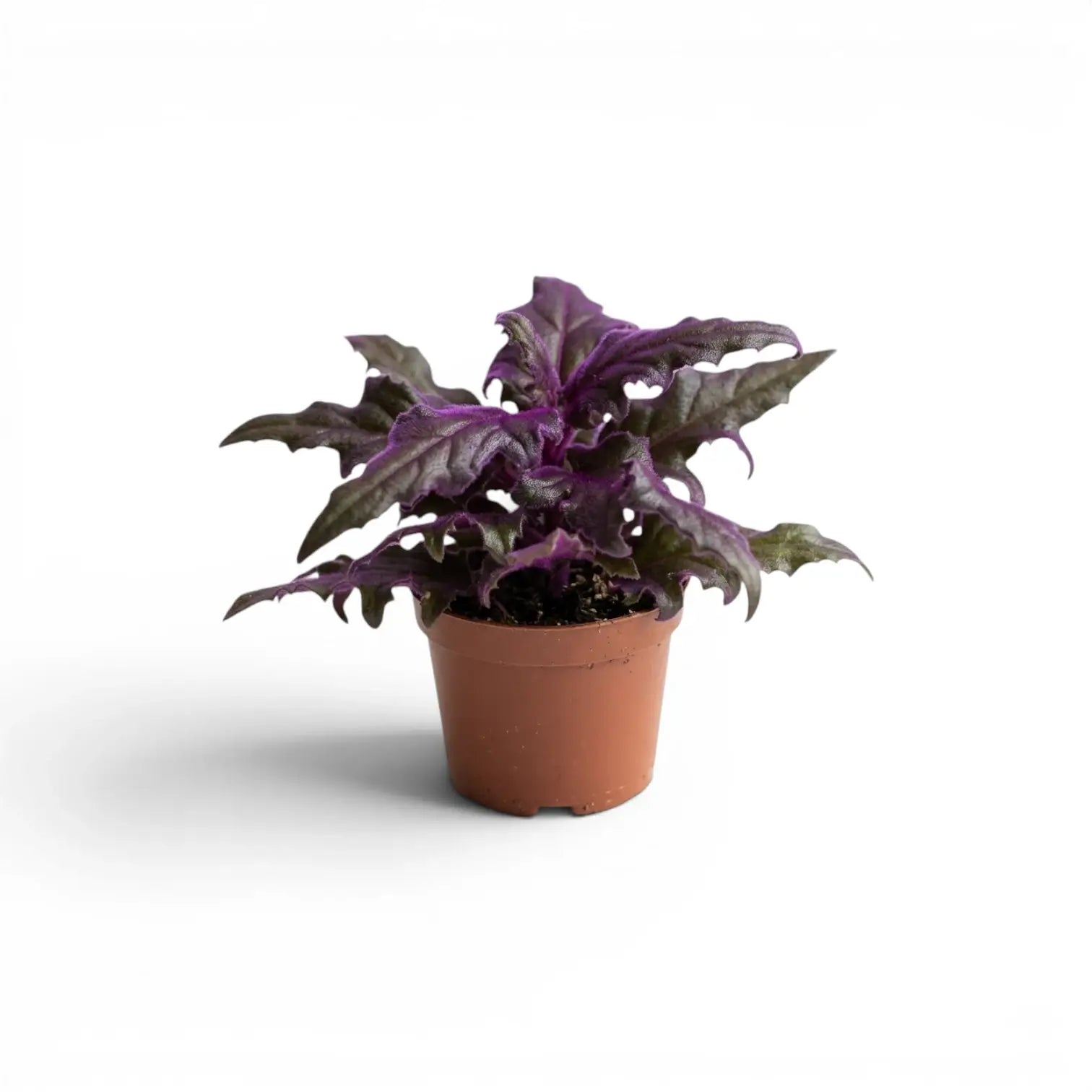 Gynura aurantiaca baby plant in a nursery pot.