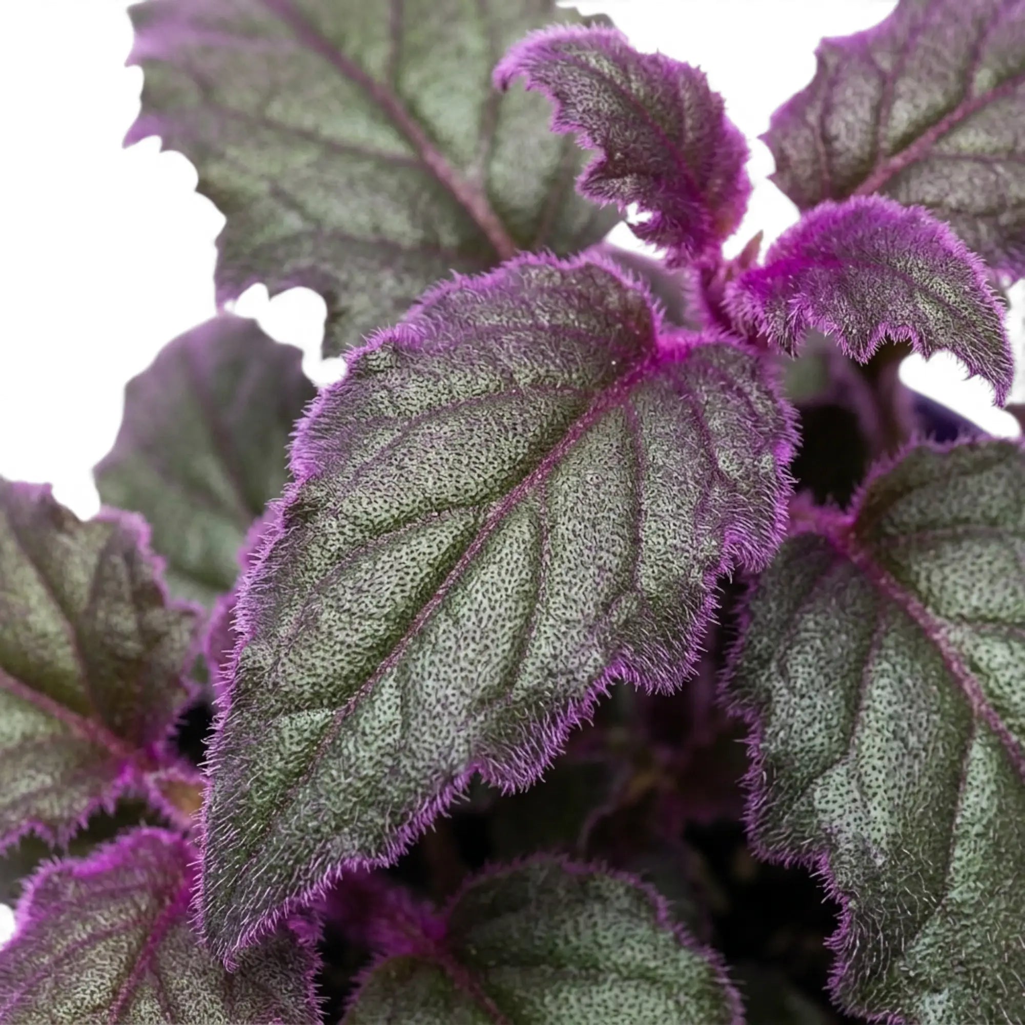 Close-up of Gynura aurantiaca purple leaves.