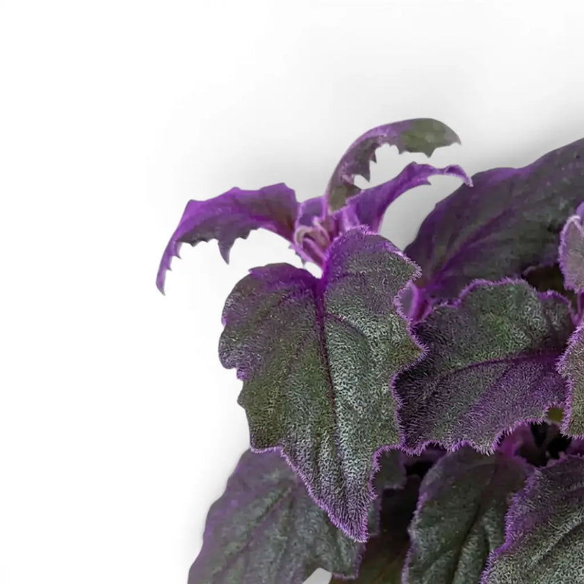 Close-up of Gynura aurantiaca purple leaves.