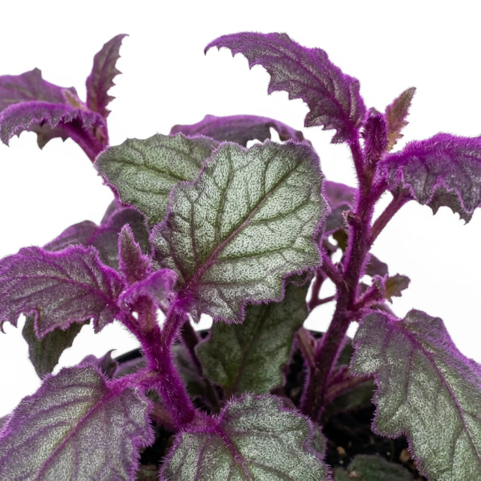 Close-up of Gynura aurantiaca purple leaves.
