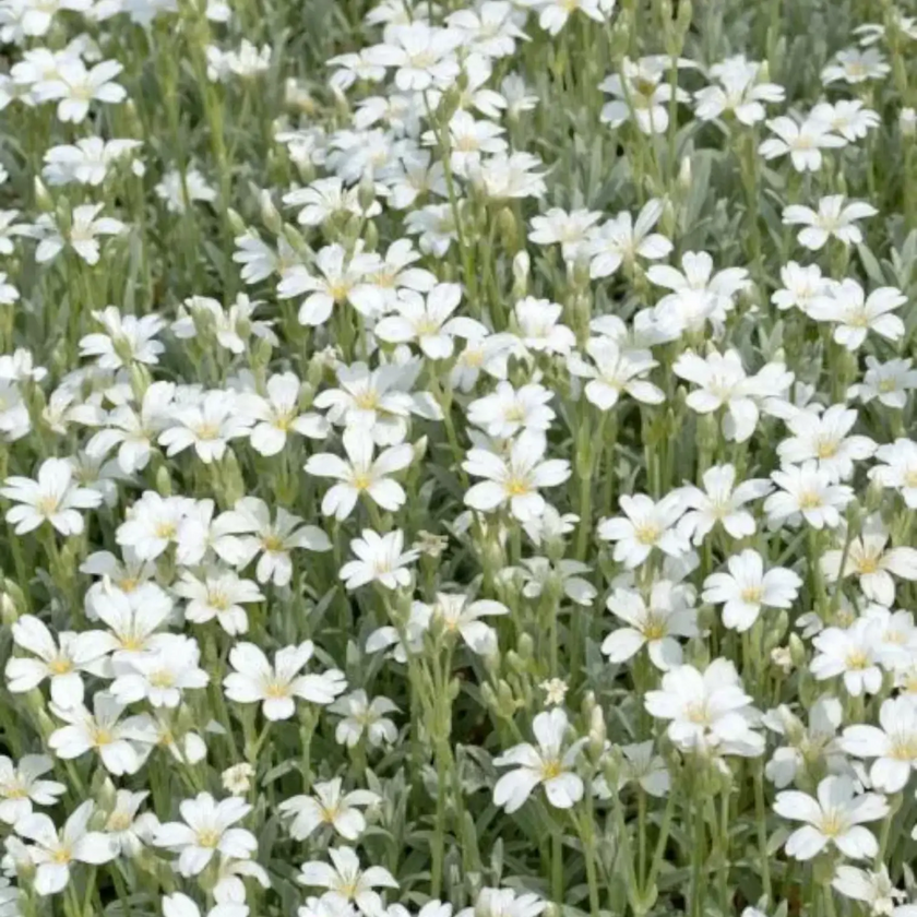 Gypsophila repens 'Alba' close-up detail.