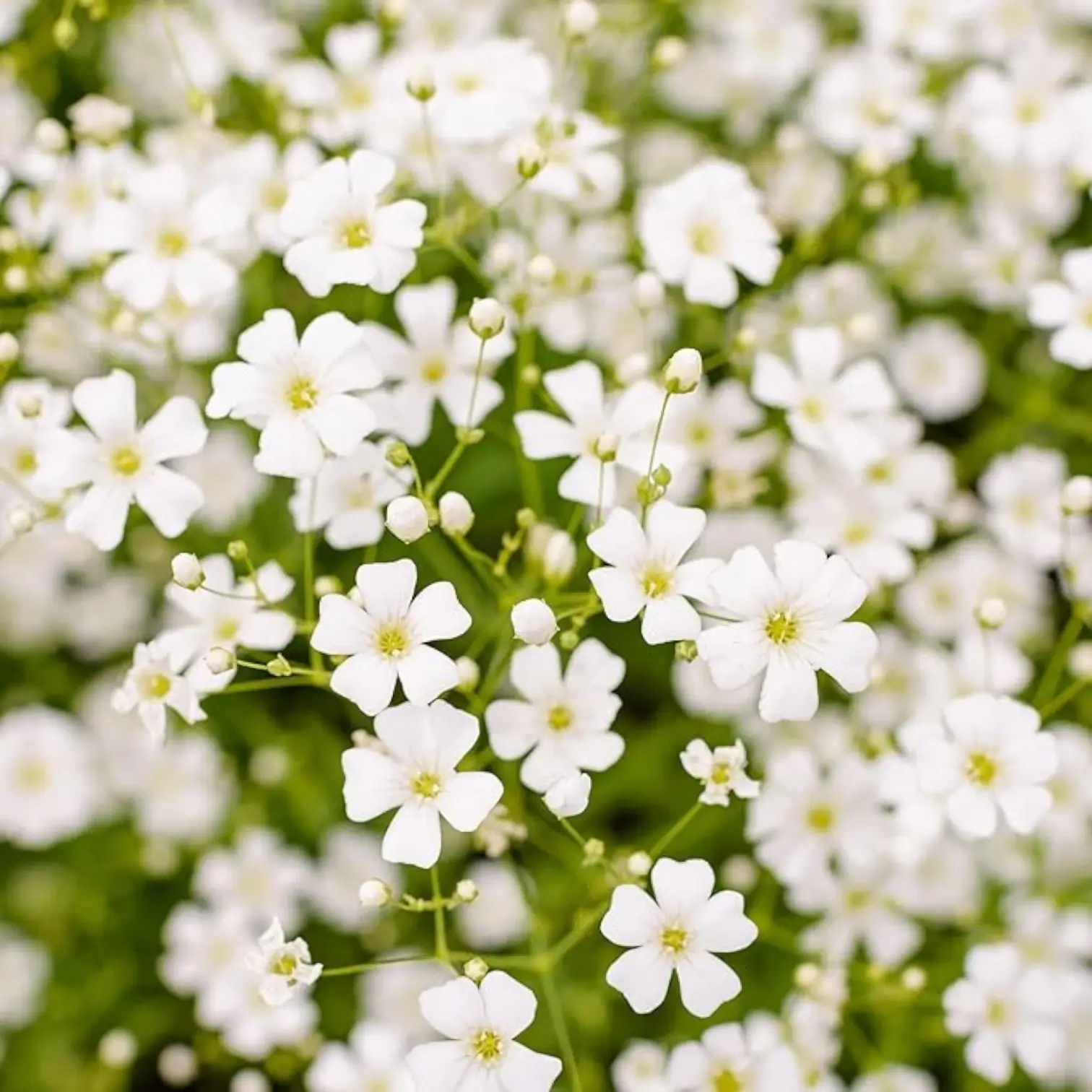Gypsophila repens 'Alba' – Detailaufnahme der Pflanze.