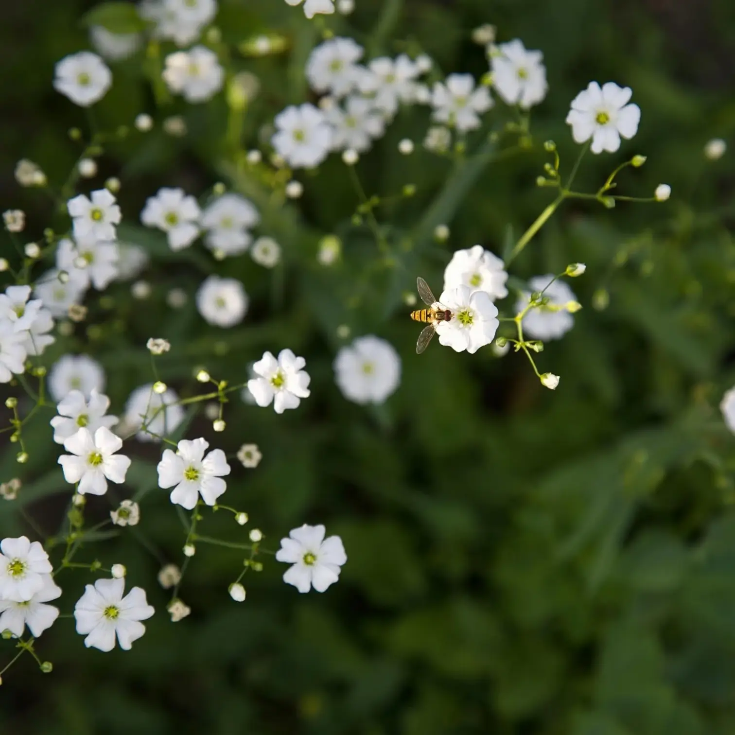 Gypsophila repens 'Alba' – Detailaufnahme der Pflanze.