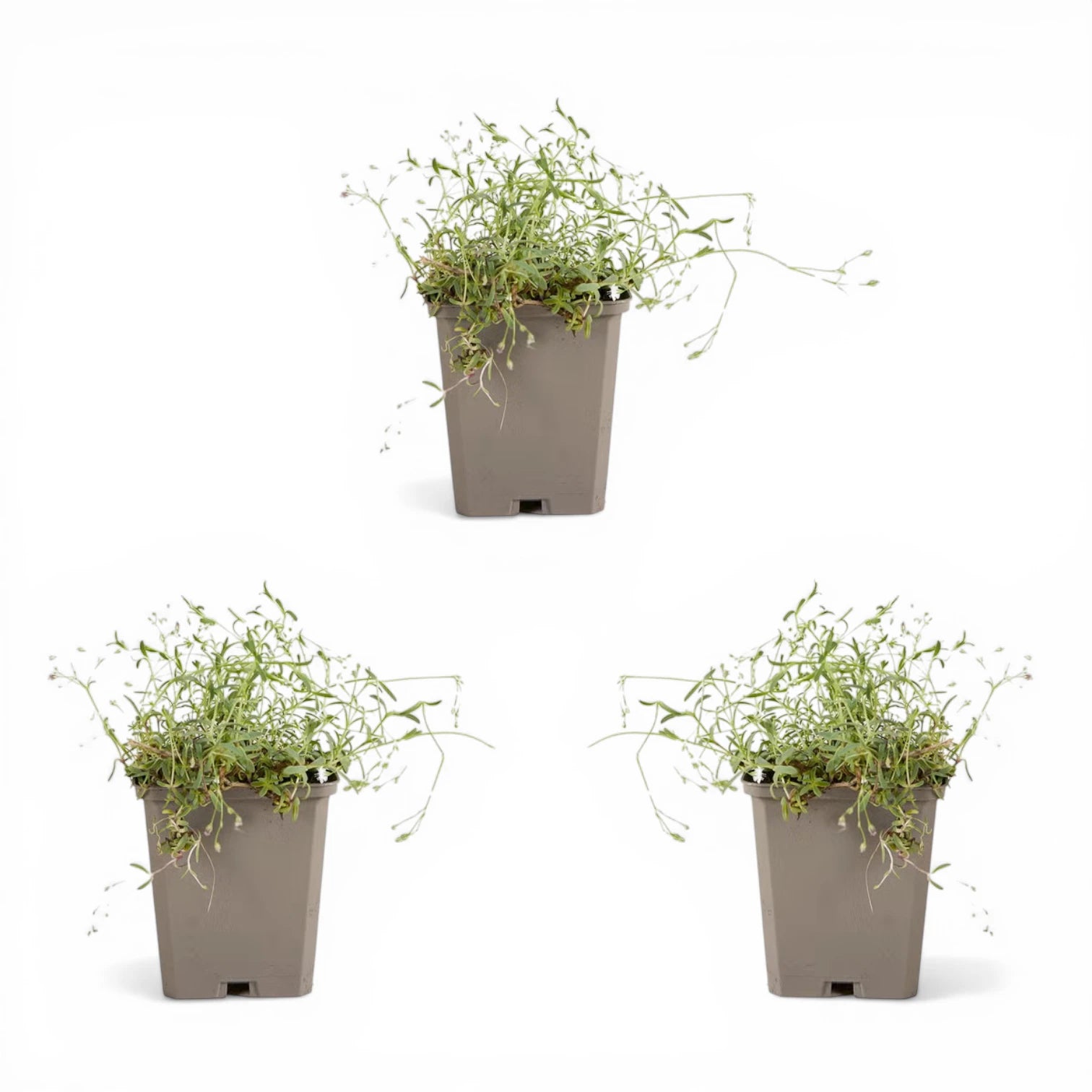 Gypsophila repens 'Alba' – Detailaufnahme der Pflanze.