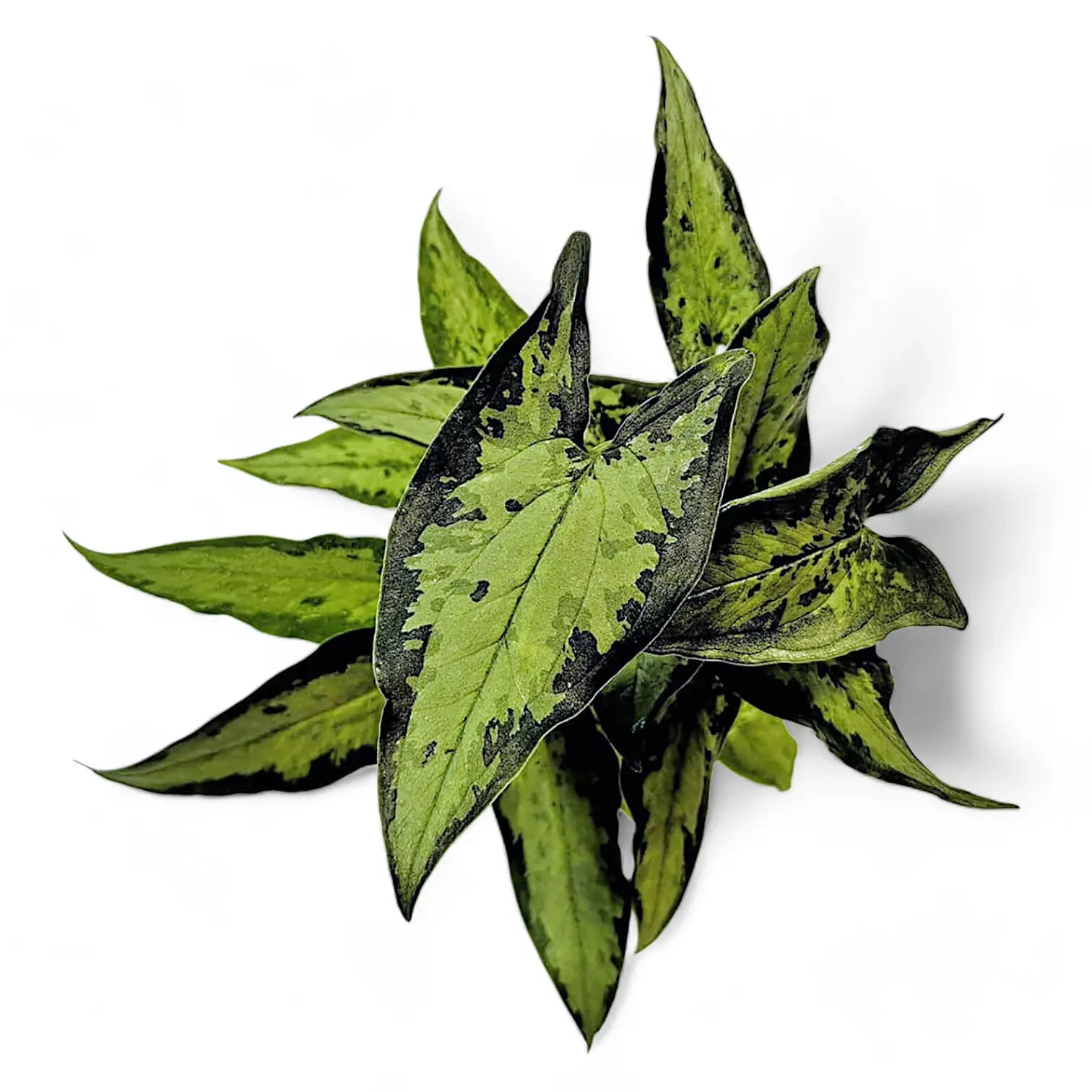 Hapaline appendiculata 'Tricolor' potted plant in nursery pot on white background.