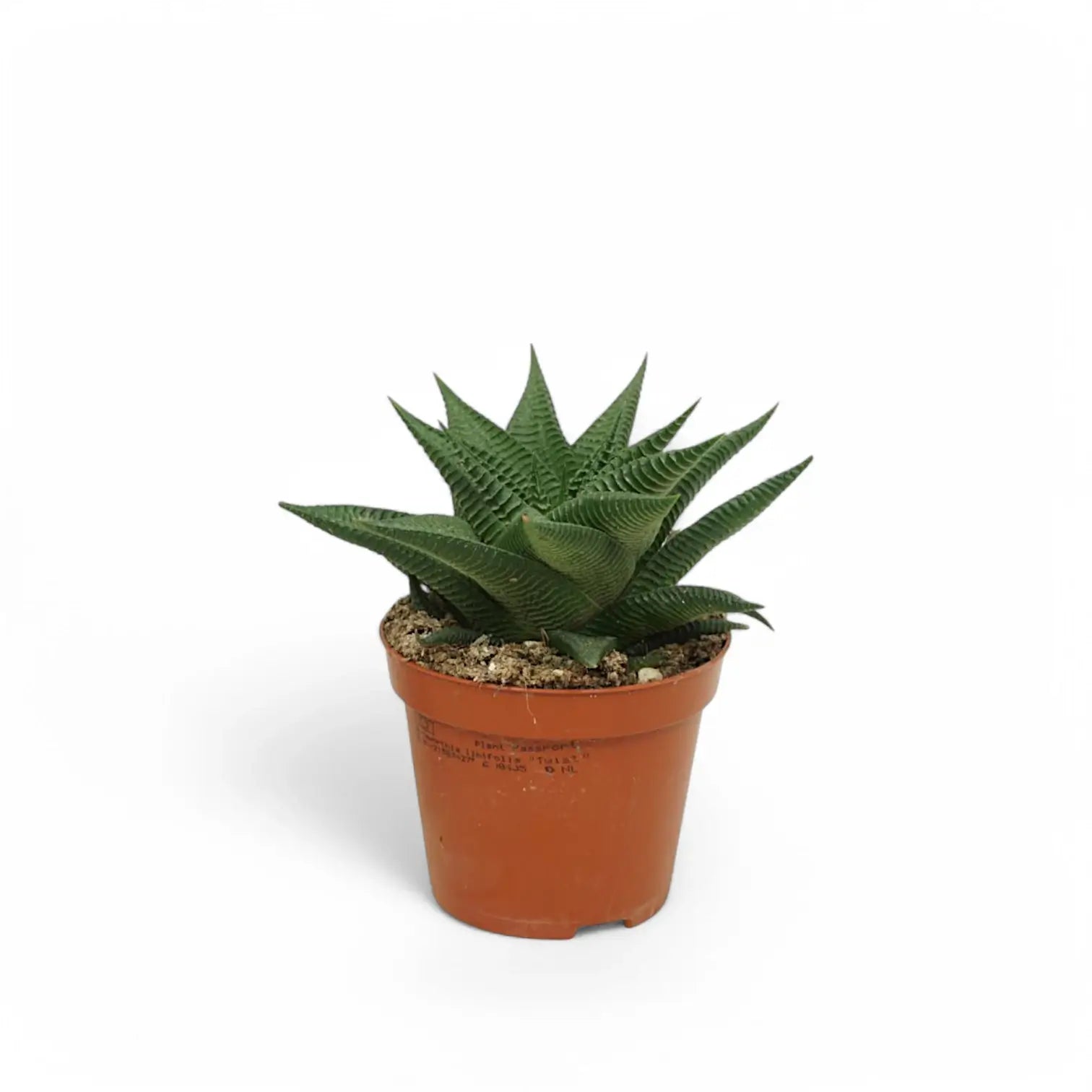 Haworthiopsis limifolia potted plant in nursery pot on white background.