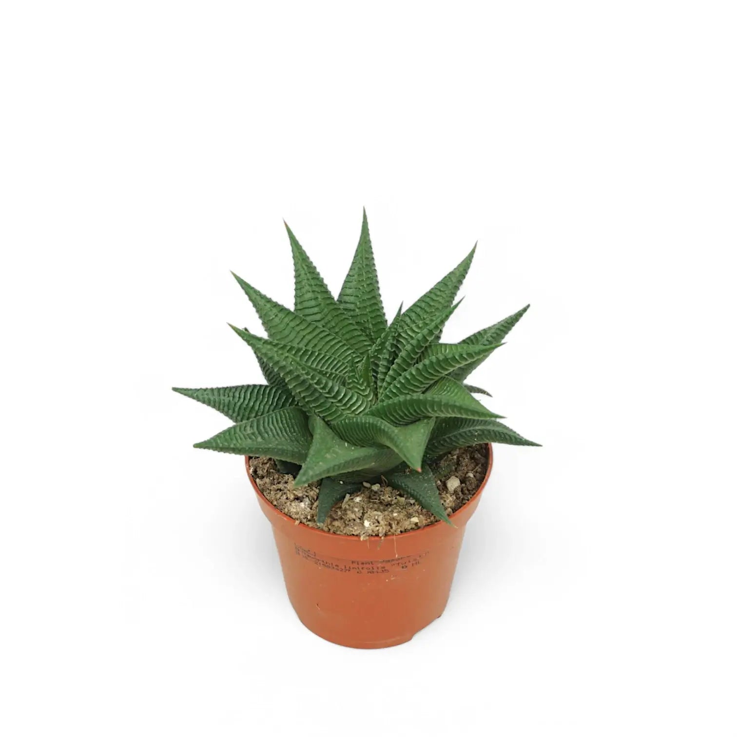 Haworthiopsis limifolia potted plant in nursery pot on white background.