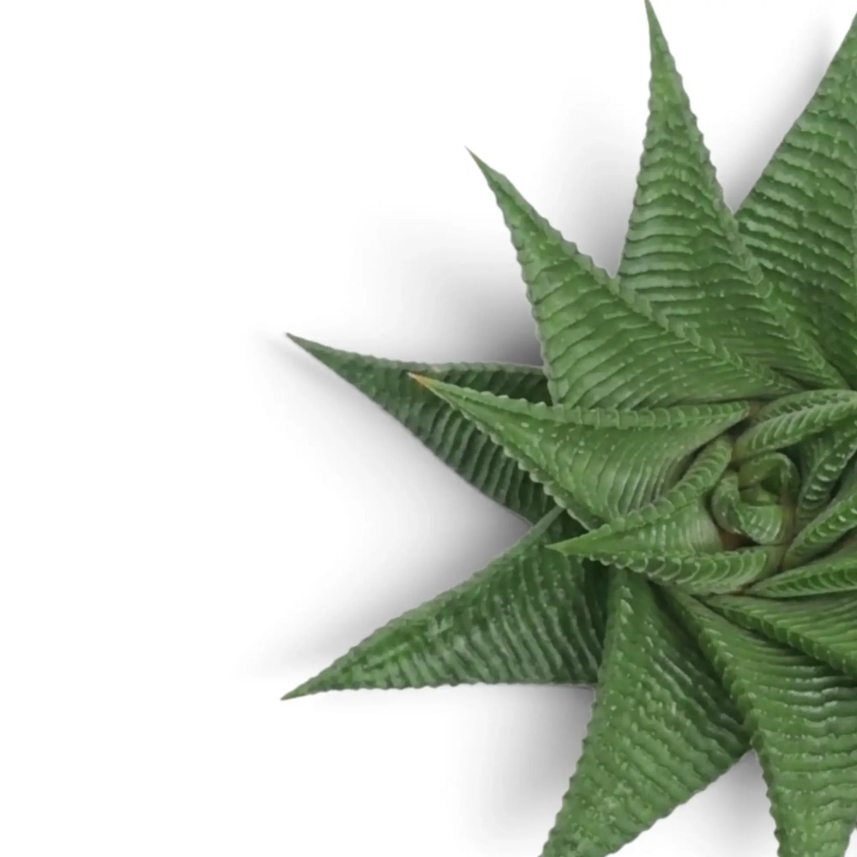 Nahaufnahme der gerippten dreieckigen Blätter von Haworthiopsis limifolia
