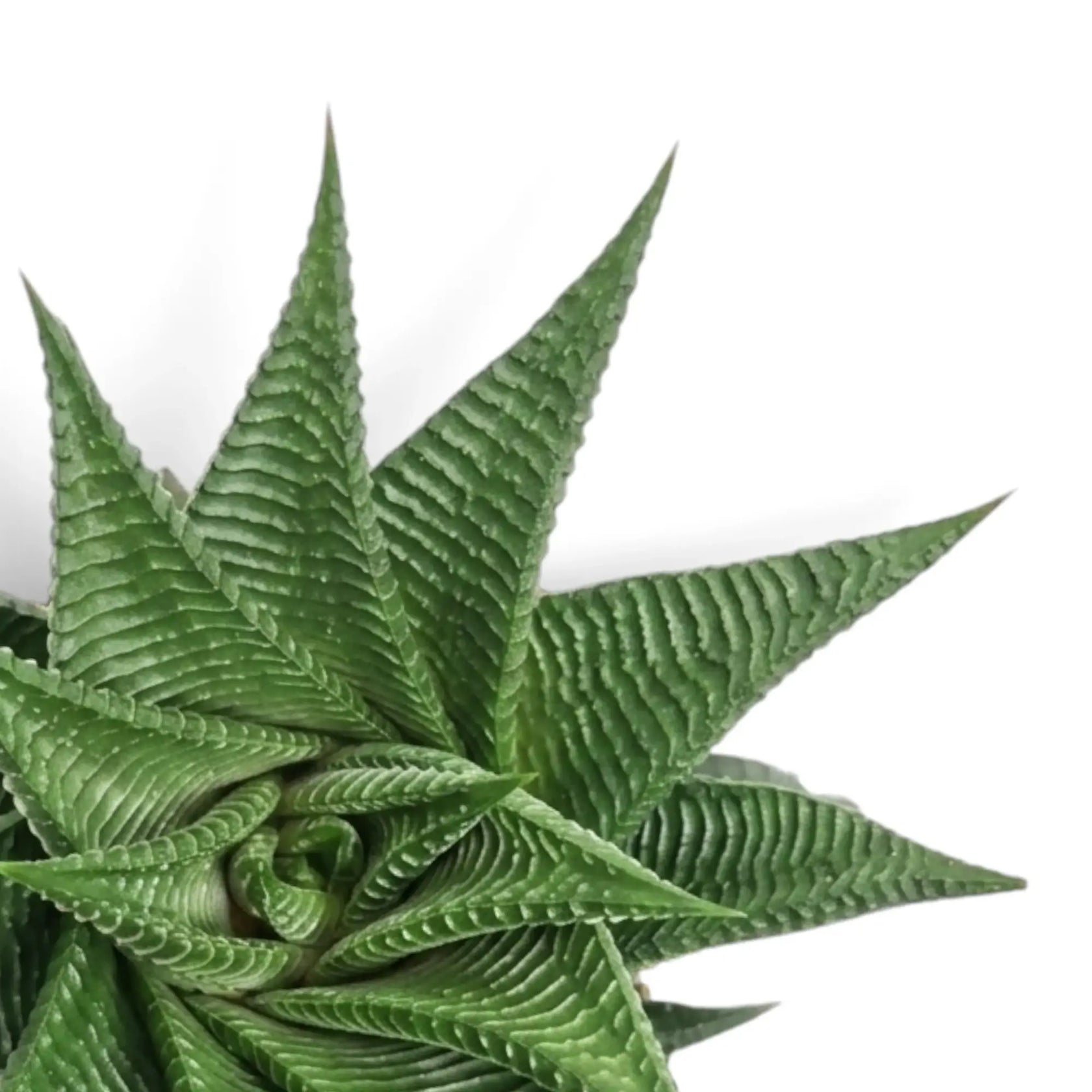 Nahaufnahme einer Rosette von Haworthiopsis limifolia mit erhabenen Blattrippen