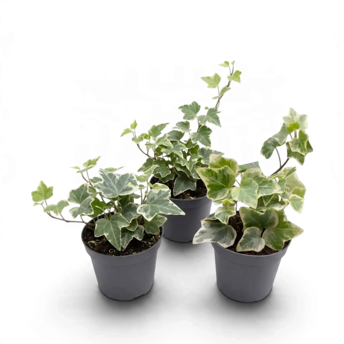 Three small variegated Hedera helix plants with cream-edged leaves in pots