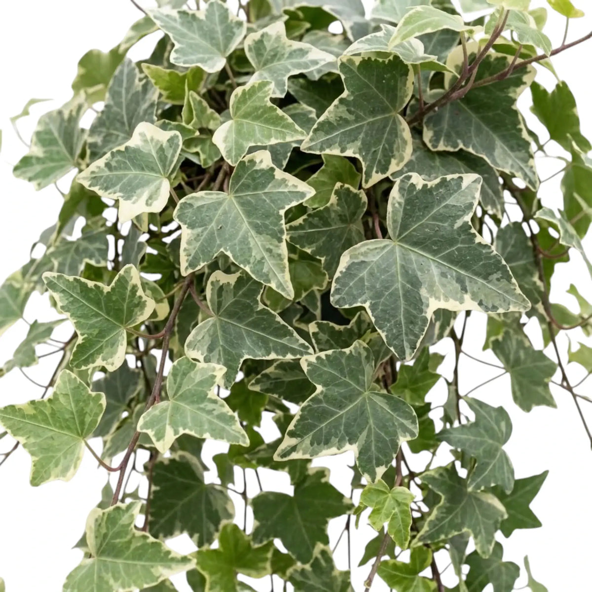 Variegated Hedera helix foliage with cream-edged leaves on slender stems