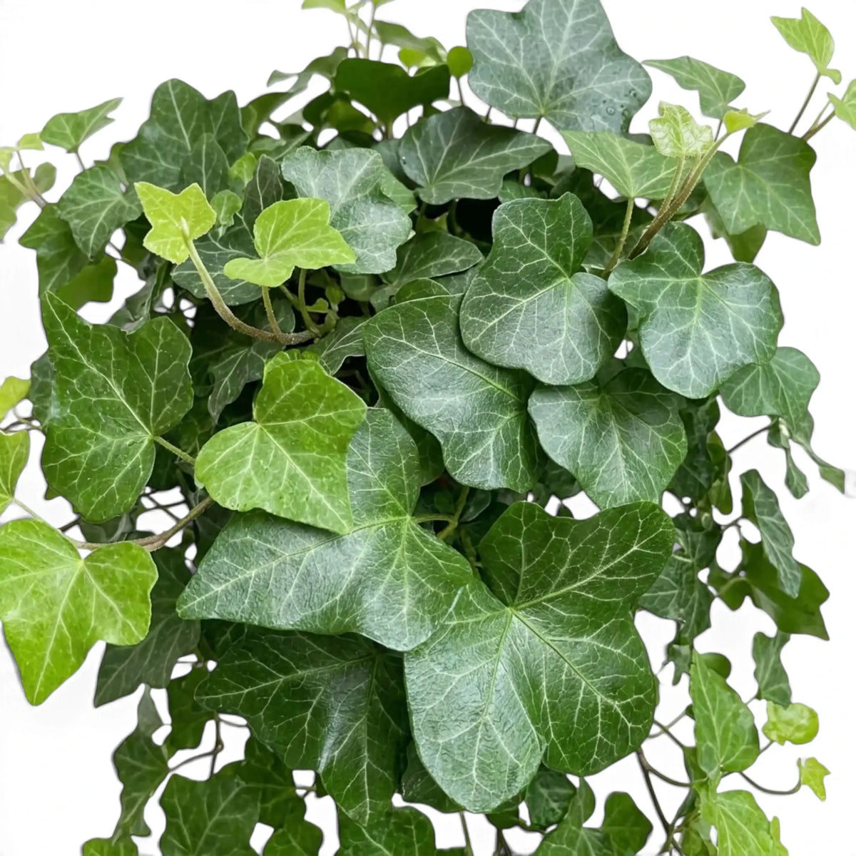 Close-up of grey-green Hedera helix 'Wonder' leaves with fine pale veins