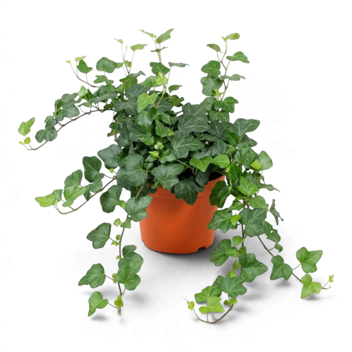 Potted Hedera helix 'Wonder' with dark green ivy leaves and trailing stems