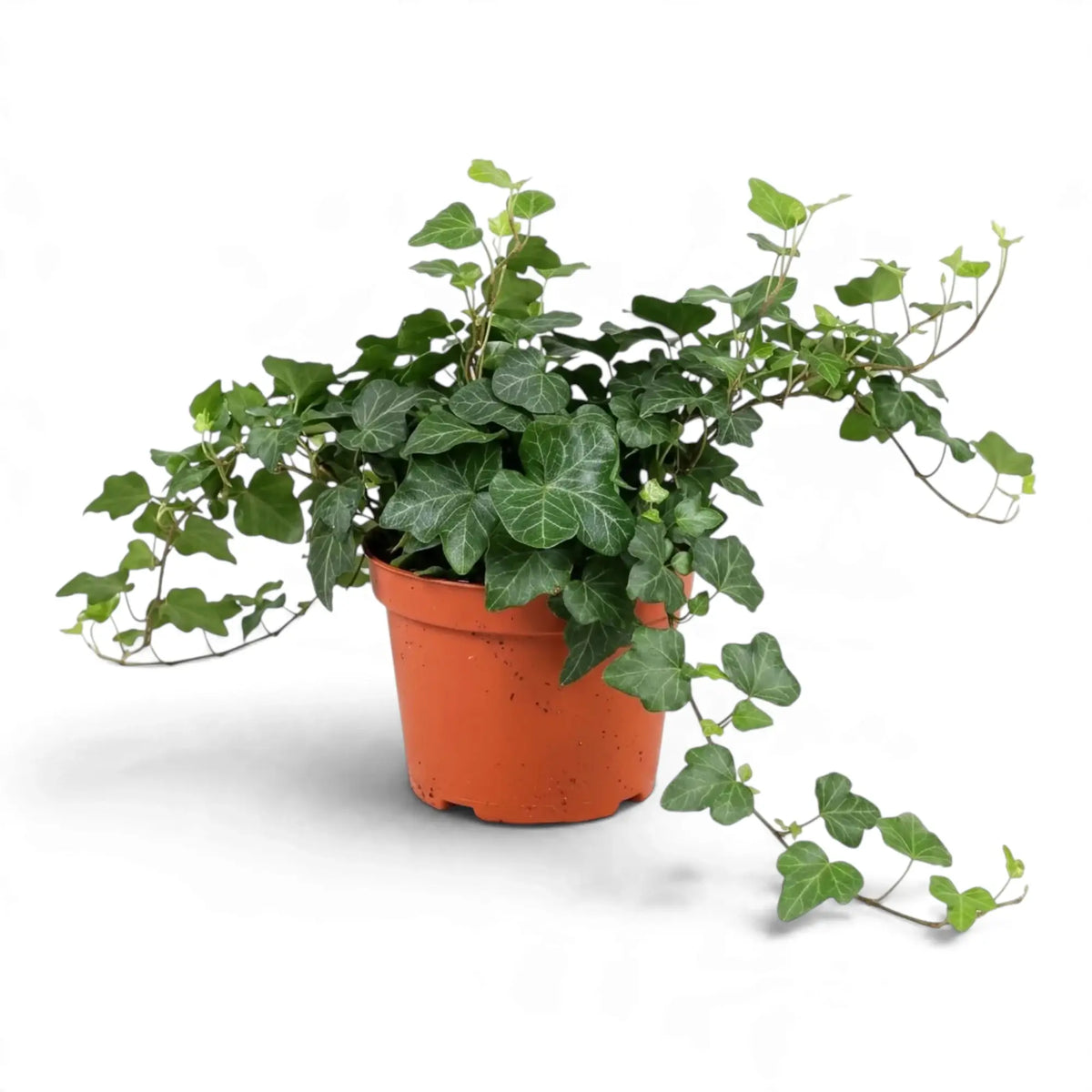 Potted Hedera helix 'Wonder' with lobed green leaves and trailing vines