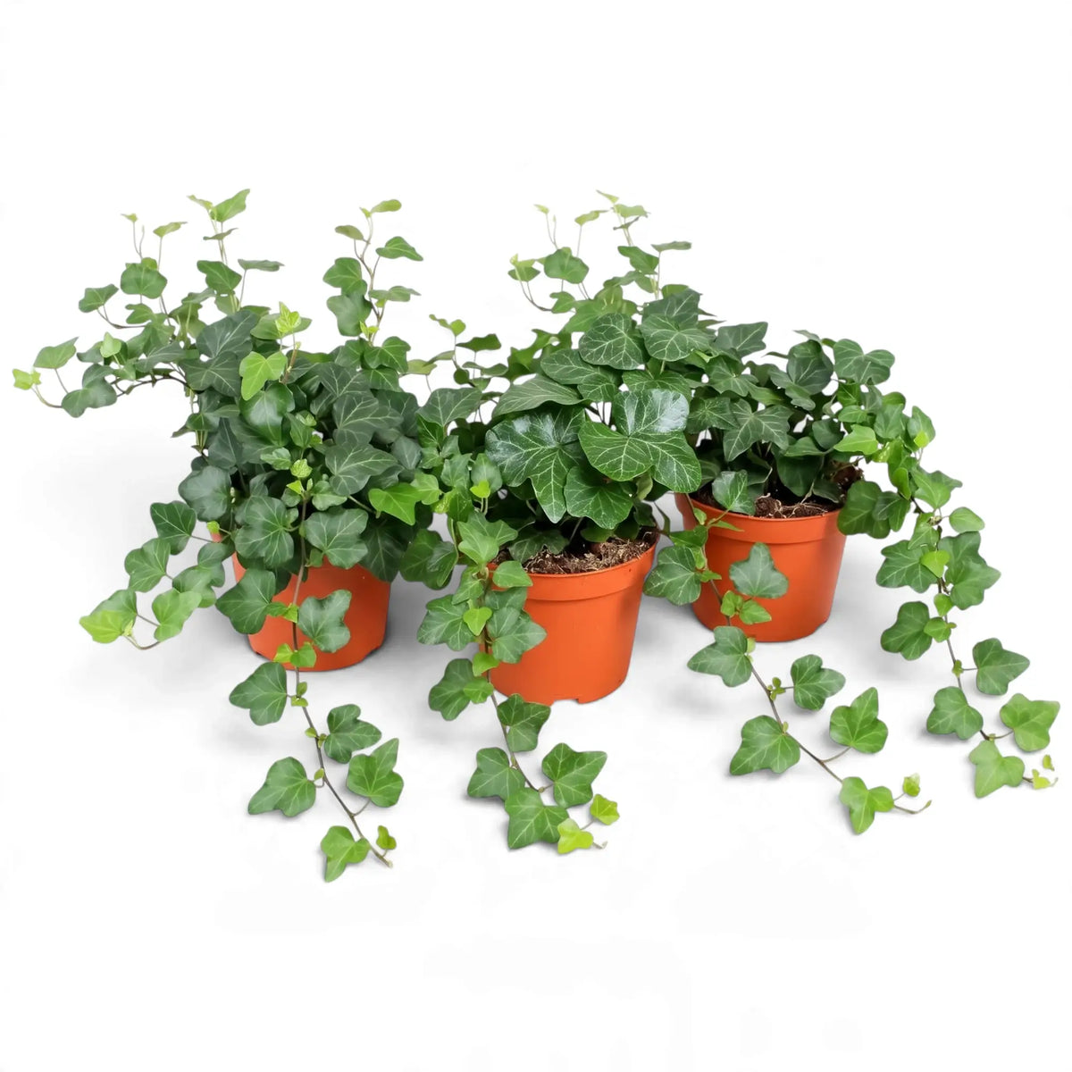 Three potted Hedera helix 'Wonder' plants with long trailing stems