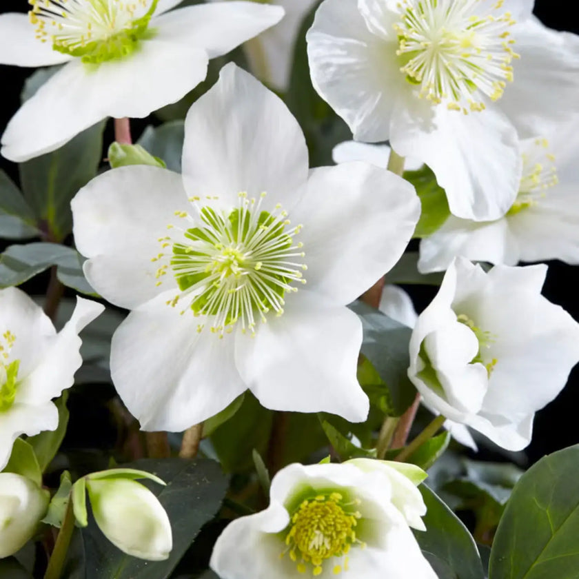 Helleborus niger 'Christmas Carol' close-up detail.