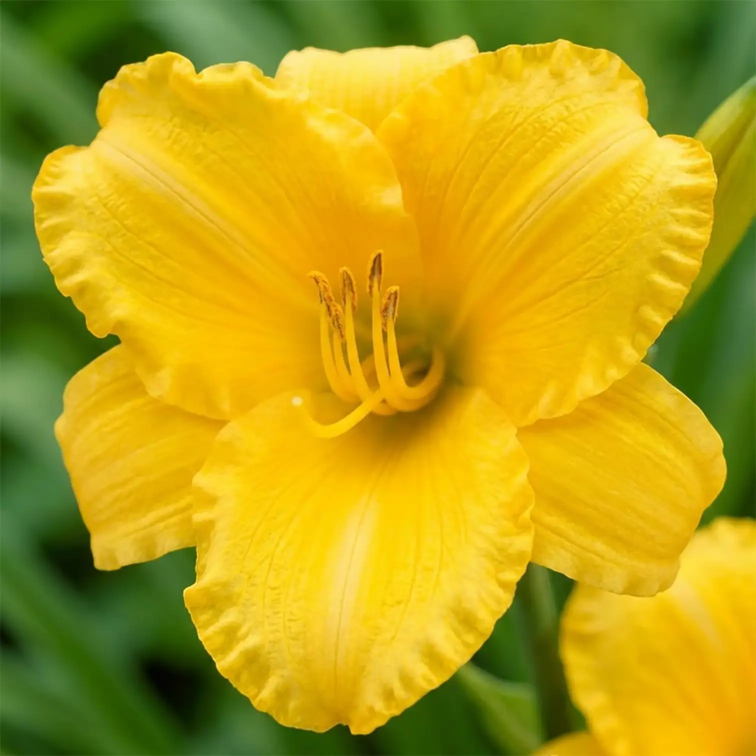 Hemerocallis 'Stella de Oro' detail shot.