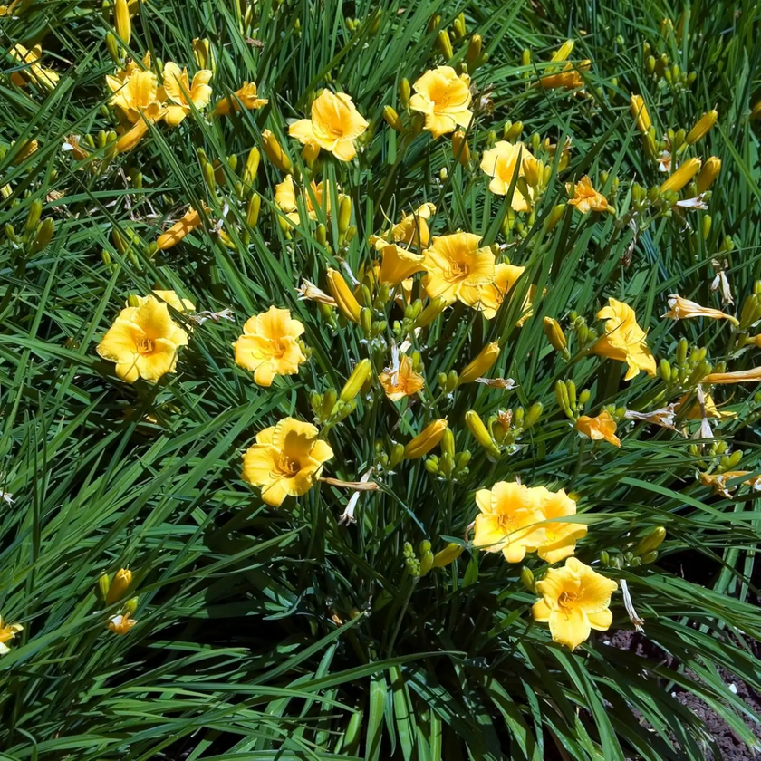 Hemerocallis 'Stella de Oro' close-up detail.