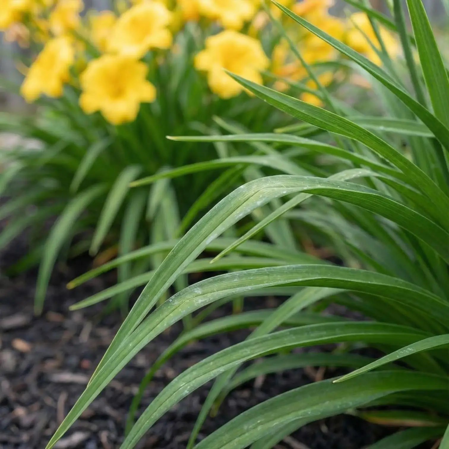 Hemerocallis 'Stella de Oro' plant detail.