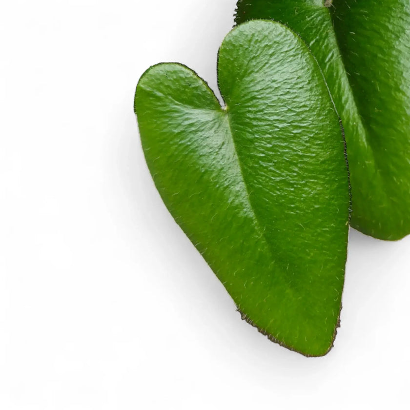 Hemionitis arifolia leaf detail on white background.