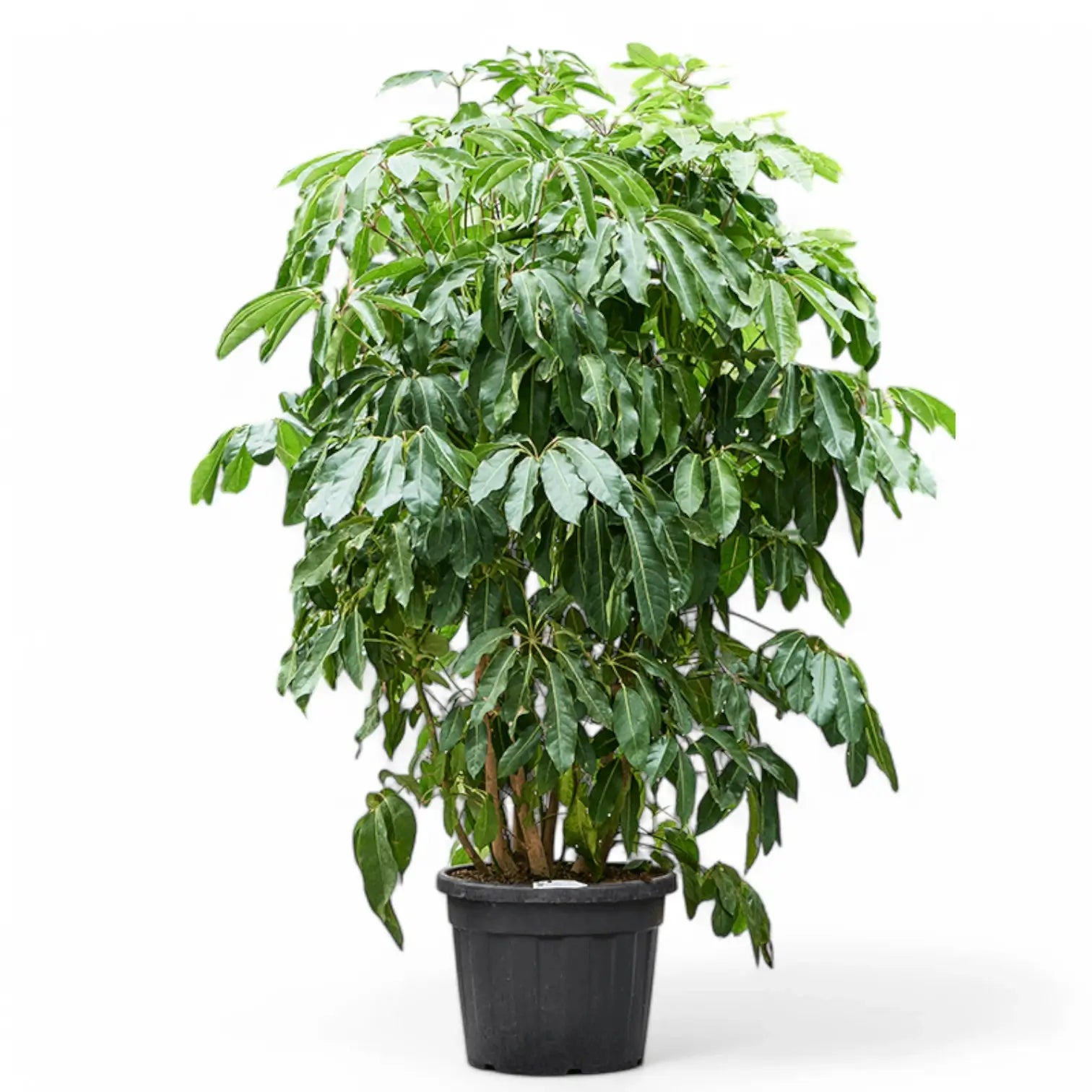 Heptapleurum (Schefflera) actinophyllum 'Amate' potted plant in nursery pot on white background.