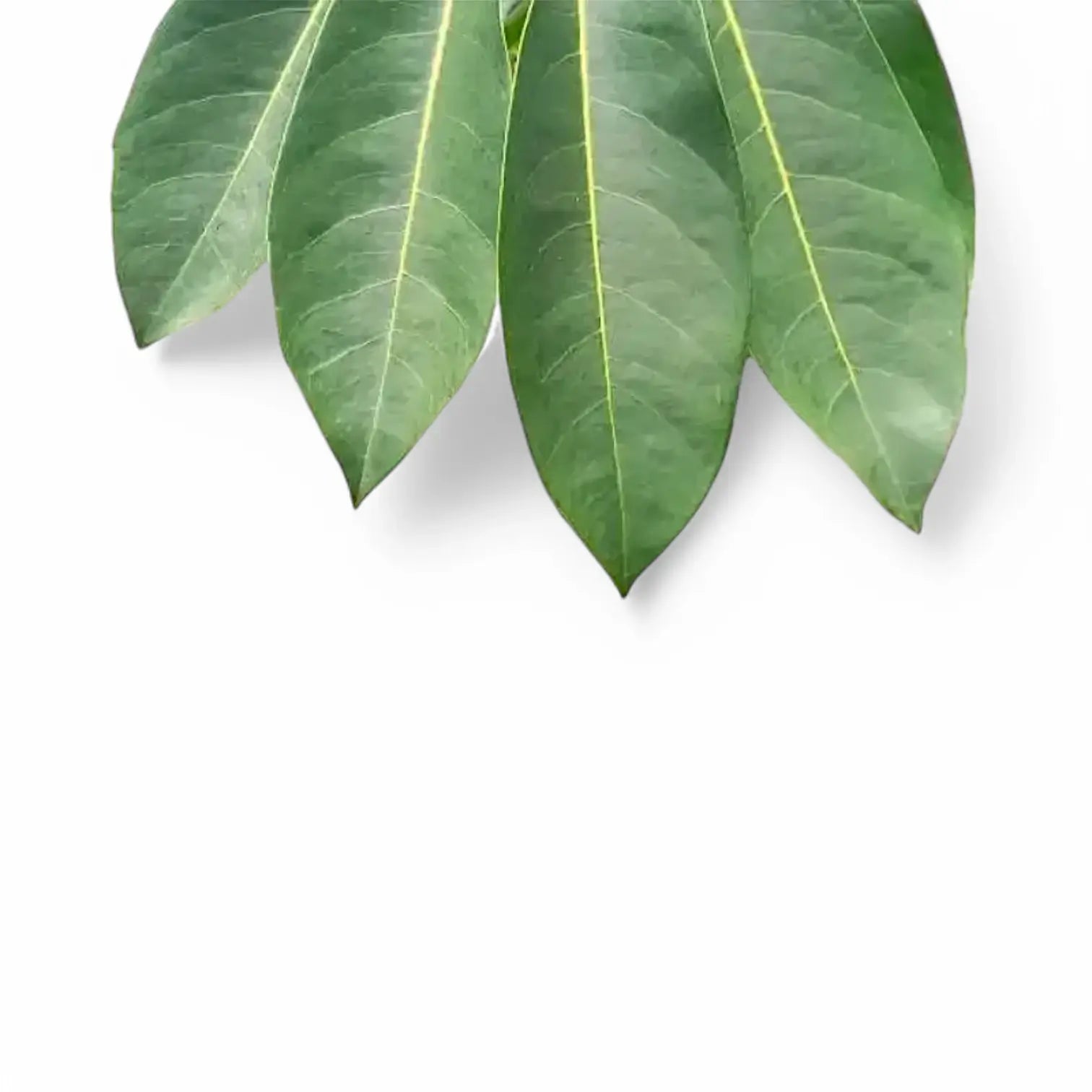 Heptapleurum (Schefflera) actinophyllum 'Amate' potted plant in nursery pot on white background.
