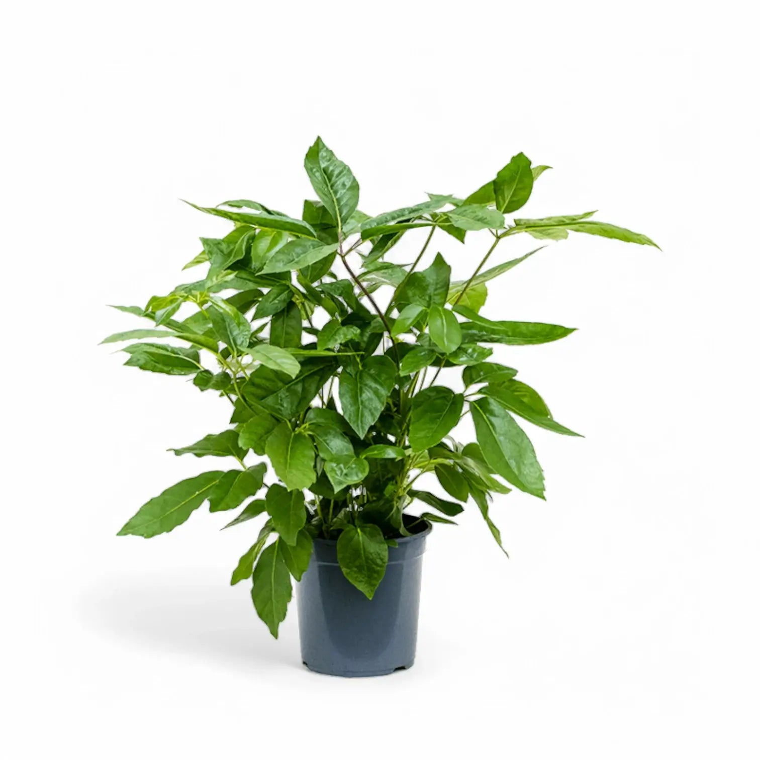 Heptapleurum (Schefflera) actinophyllum 'Amate' potted plant in nursery pot on white background.