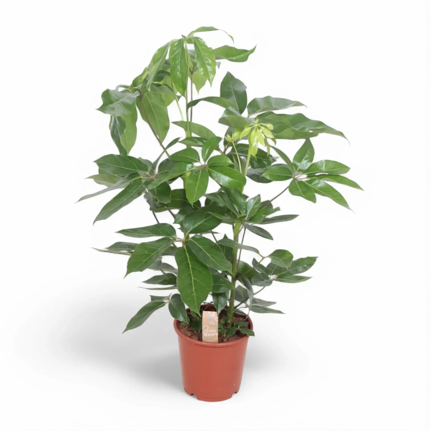 Heptapleurum (Schefflera) actinophyllum 'Amate' potted plant in nursery pot on white background.
