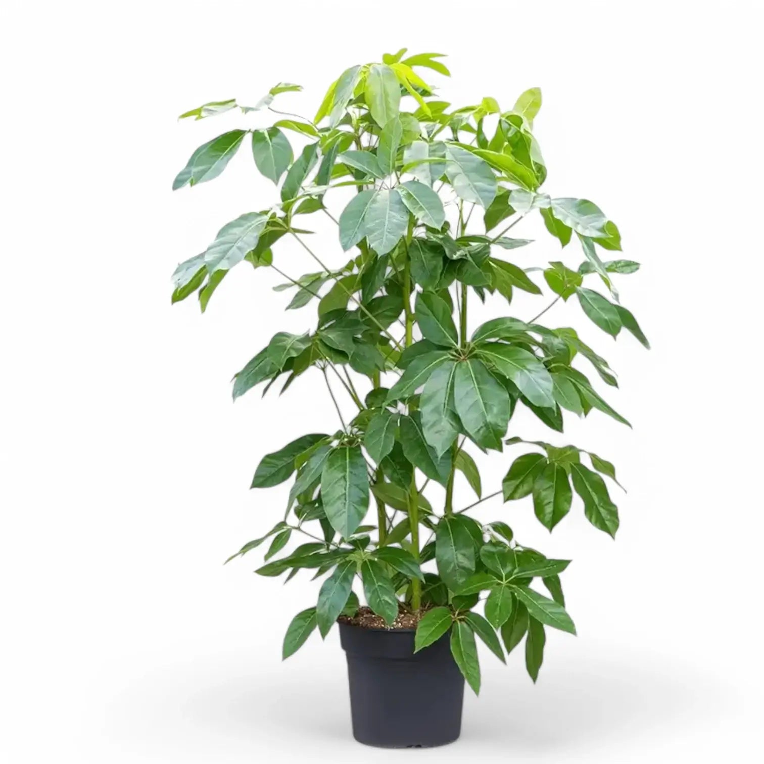 Heptapleurum (Schefflera) actinophyllum 'Amate' potted plant in nursery pot on white background.