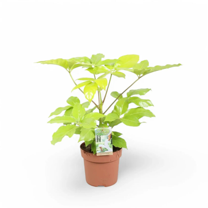 Heptapleurum actinophyllum 'Golden Amate' potted plant in nursery pot on white background.