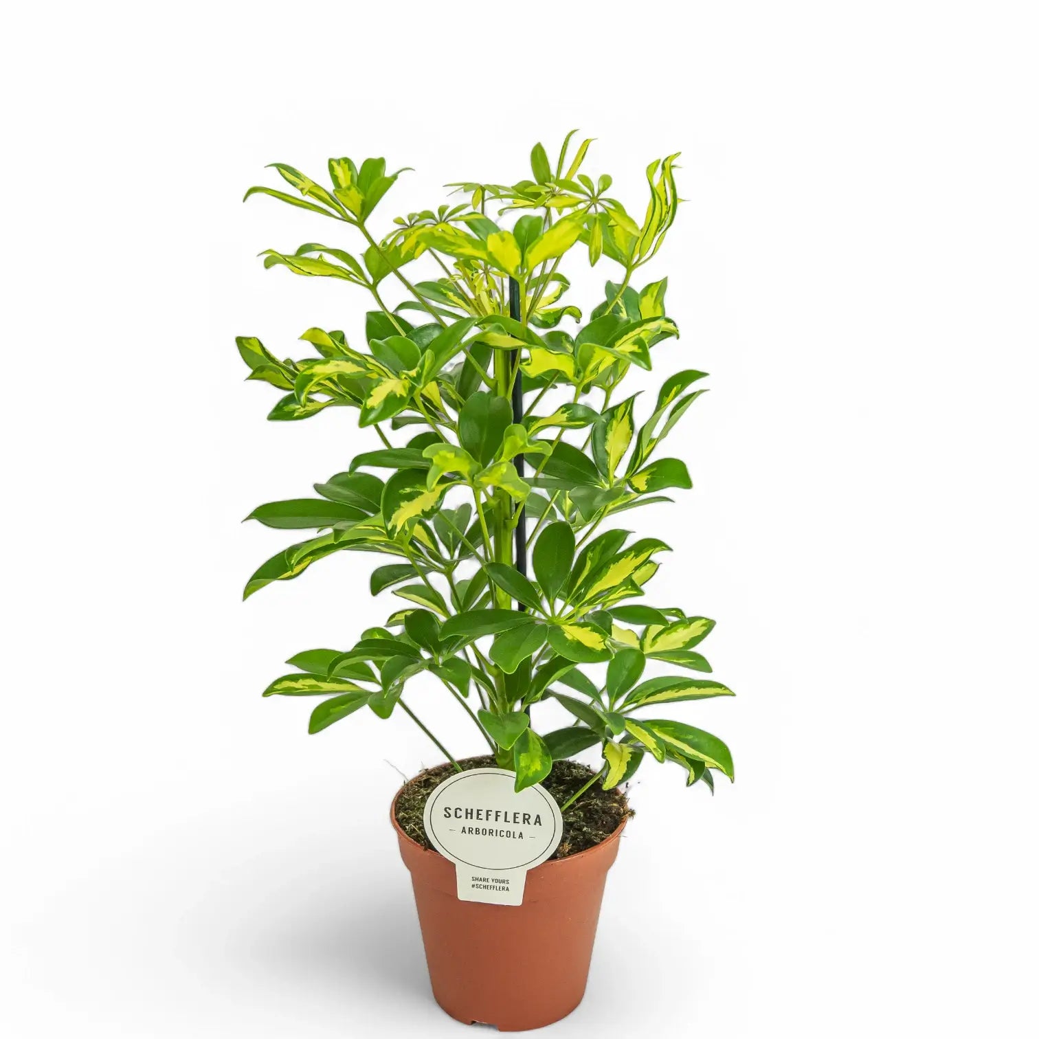 Heptapleurum (Schefflera) arboricola 'Charlotte' potted plant in nursery pot on white background.
