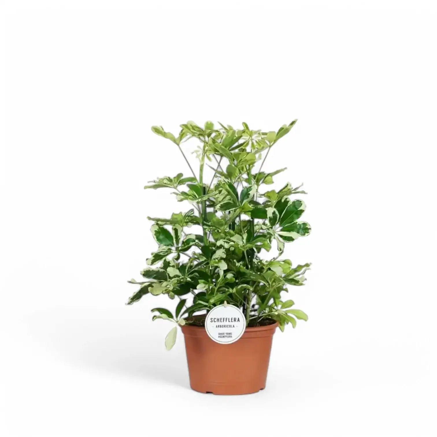 Heptapleurum (Schefflera) arboricola 'Charlotte' potted plant in nursery pot on white background.