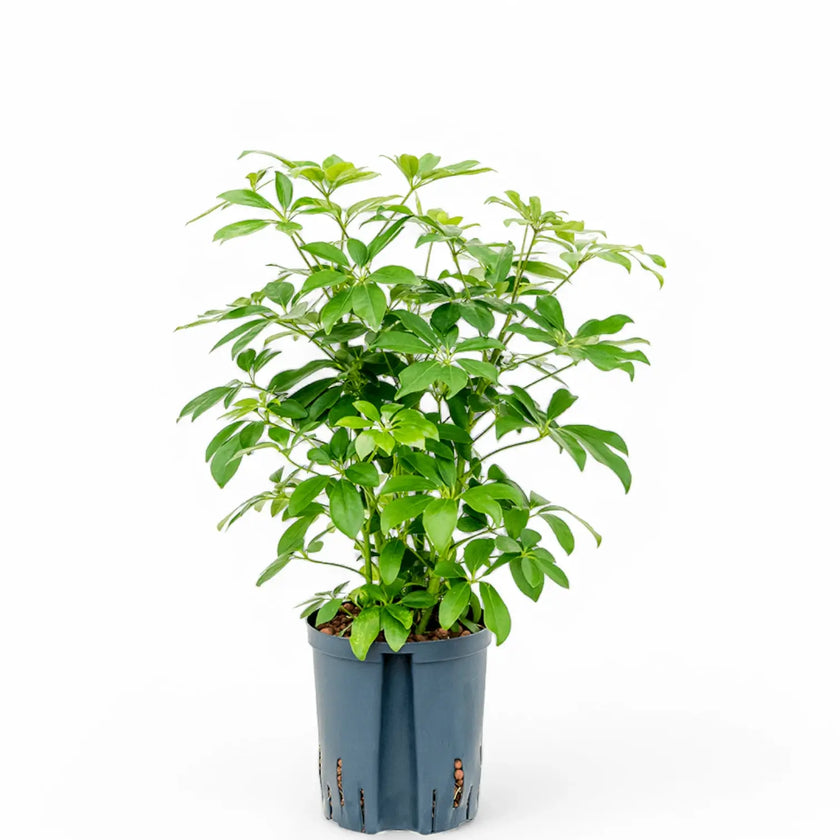 Heptapleurum arboricola 'Compactum' potted plant in nursery pot on white background.