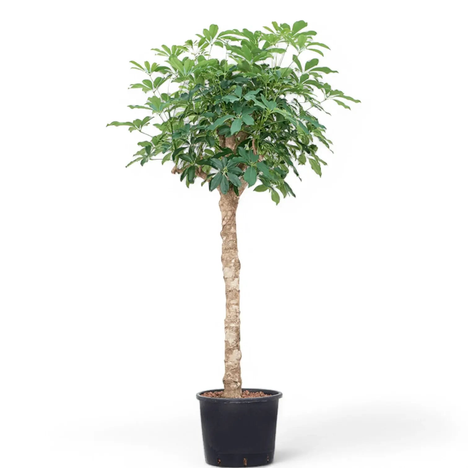 Heptapleurum arboricola 'Compactum' Zimmerpflanze im Anzuchttopf vor weißem Hintergrund, Produktfoto 8.