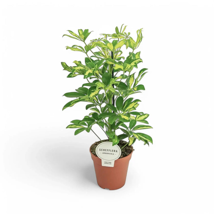 Heptapleurum (Schefflera) arboricola 'Gerda' potted plant in nursery pot on white background.