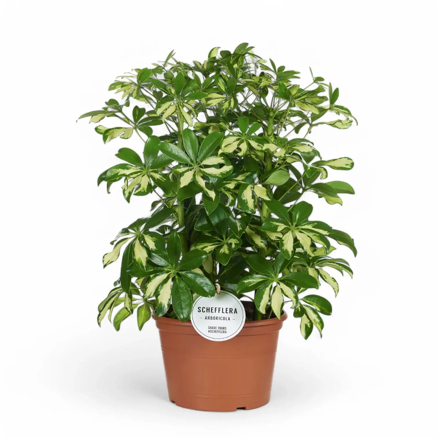 Heptapleurum (Schefflera) arboricola 'Gerda' – Zimmerpflanze im Kulturtopf auf weißem Hintergrund, Produktfoto 3.
