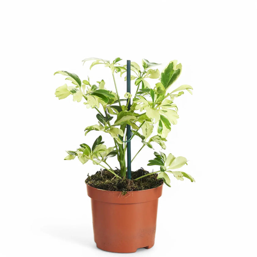 Heptapleurum arboricola 'Janine' potted plant in nursery pot on white background.
