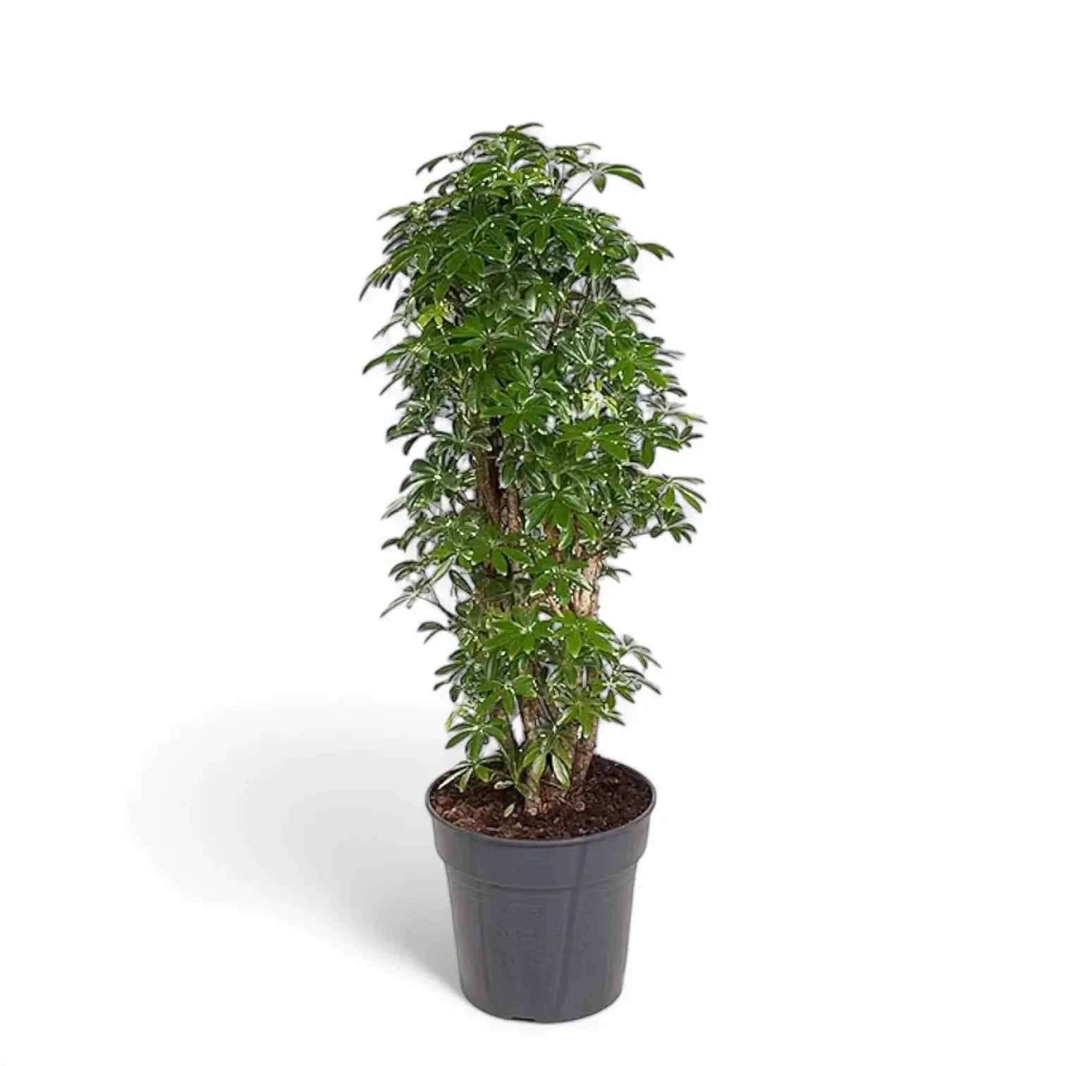 Heptapleurum arboricola 'Luseana' potted plant in nursery pot on white background.