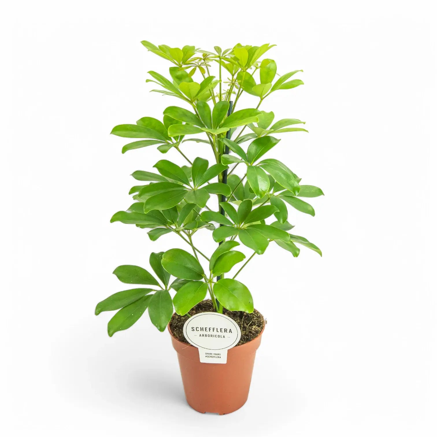 Heptapleurum (Schefflera) arboricola 'Nora' potted plant in nursery pot on white background.