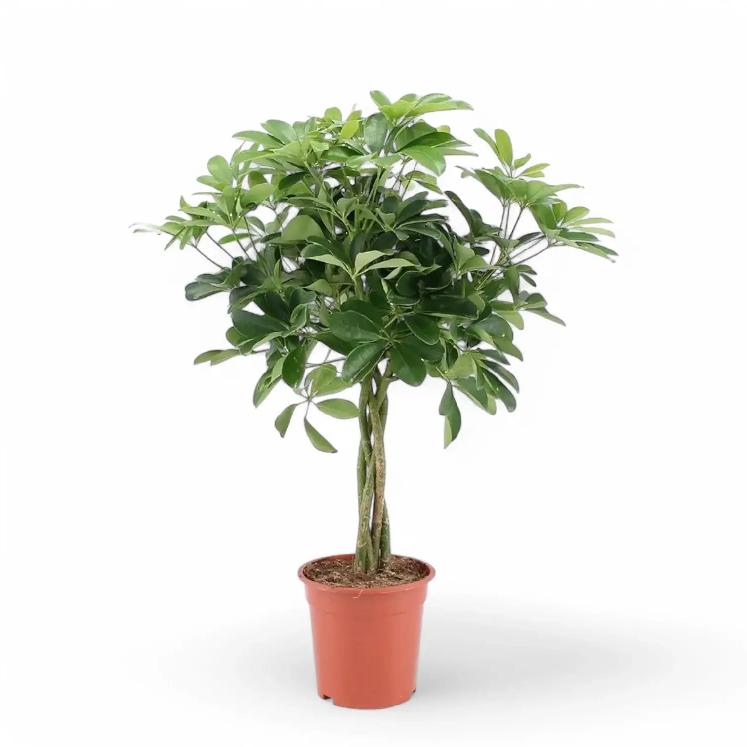Heptapleurum (Schefflera) arboricola 'Nora' potted plant in nursery pot on white background.