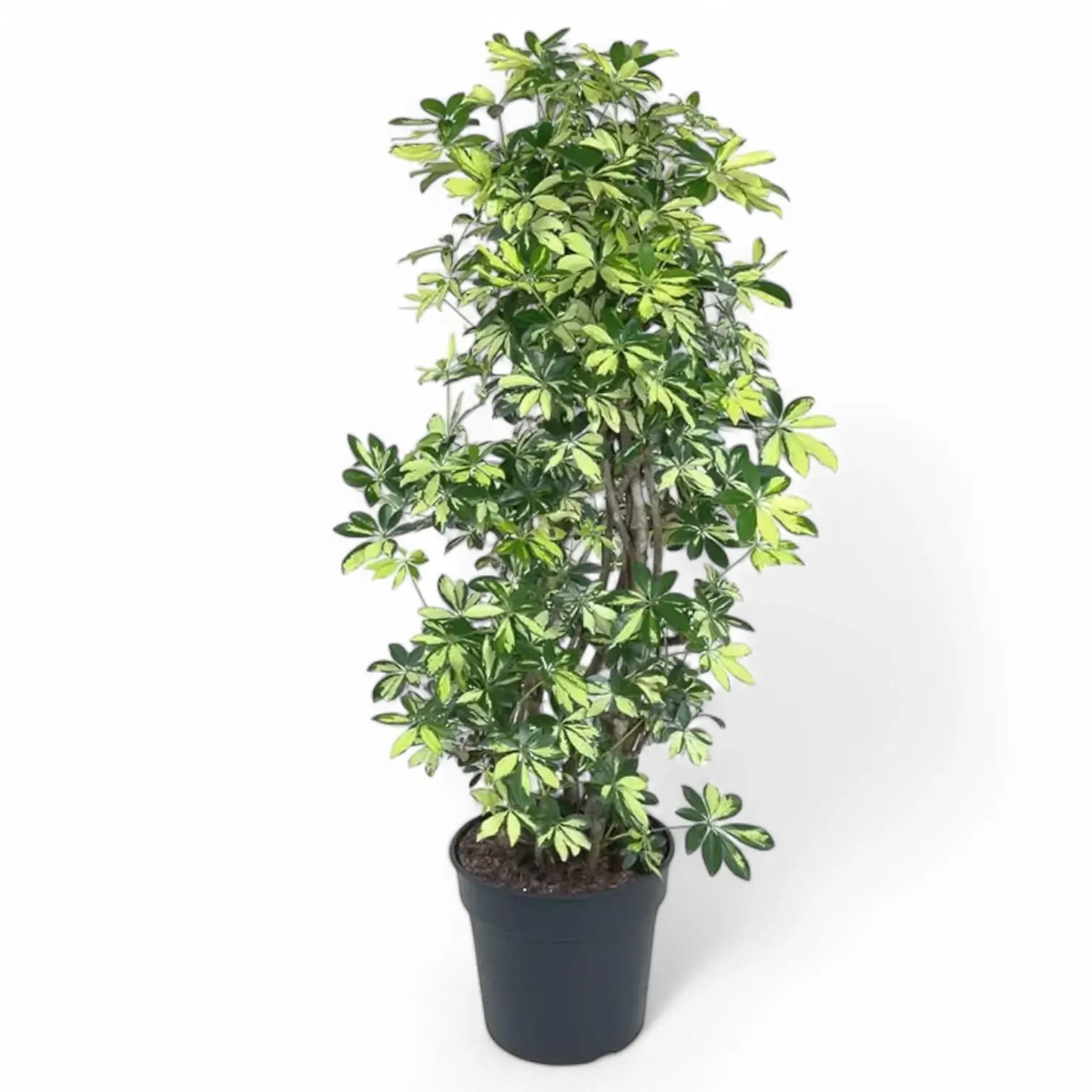 Heptapleurum arboricola 'Trinette' potted plant in nursery pot on white background.