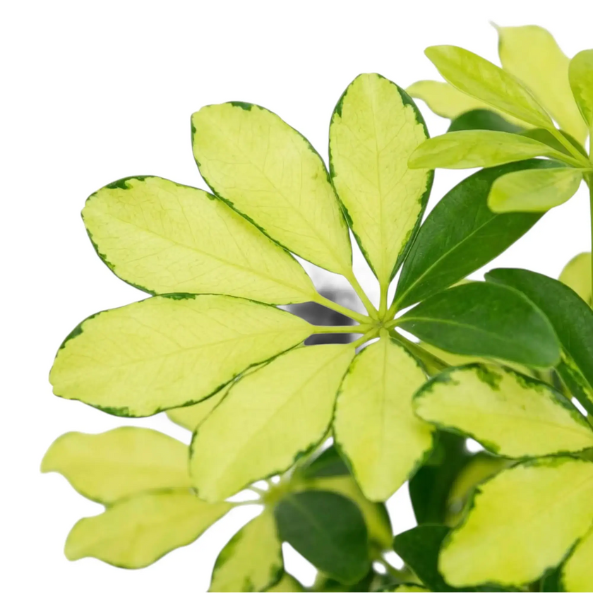 Close-up of Heptapleurum ‘Melanie’ showing cream-and-yellow marbling across dark-green leaflets