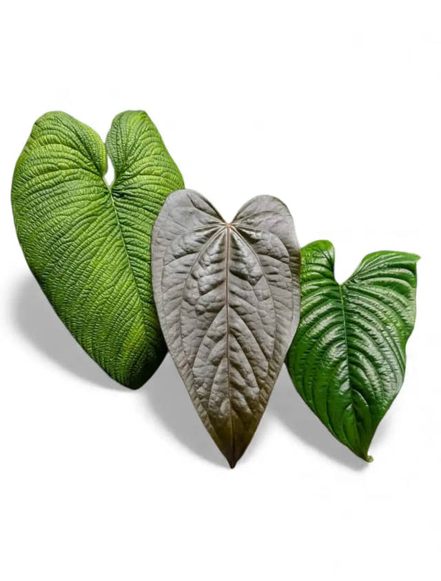 Image of three various Philodendron and Anthurium leaves, tropical folaige isolated on white background